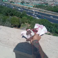 کفتر گرفتنی***