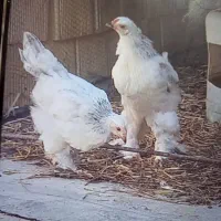 مرغ و خروس برهما اصل