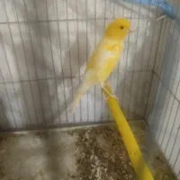 دوتاش نر دهن زن