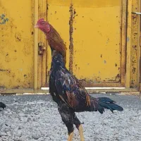 خروس لاری اوشامو