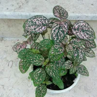 گل های زینتی