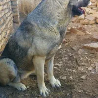 سگ ماده پژدر