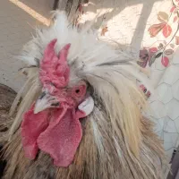 خروس گلین ولهستانی