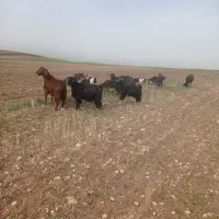 بز جوان|حیوانات مزرعه|سجاس رود, |دیوار