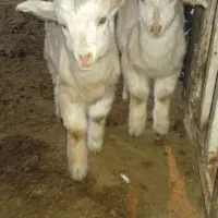 بزغاله سانن