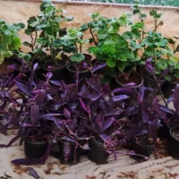 تعدادی گل به صورت عمده یی