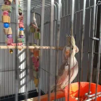 عروس هلندی نر  پنج ماهه