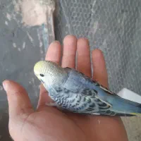 مرغ عشق آماده دستی کردن عروس ماده