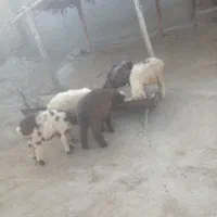 5عددبره ی نرریز گله ای برافروش