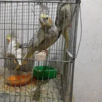 عروس هلندی