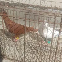 دو عدد سرخ رنگ خون و یک عدد دمبی سیاه