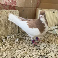 شهری|حیوانات|شیراز, کفترک|دیوار