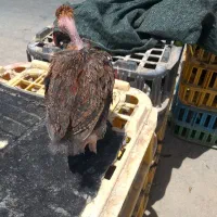 مرغ وخروس محلی