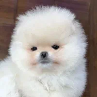 طرفداران پامرانین خرسی