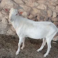 نر بز یا سابرین سانن فروشی