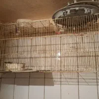 طول۱متر عرض ۴۰
