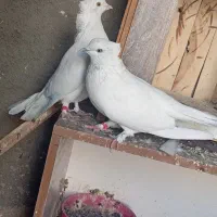 کفتر یا کبوتر ضمانتی