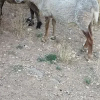 گوسفند اصل رومانوف جوان برای نگهداری مکان ماکو