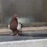 فروش ده تا کبوتر