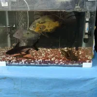 فروش ماهی گوشتخوار