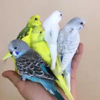 مرغ عشق