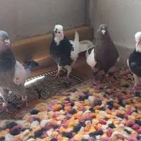 جوجه طوقی و سینه سبز
