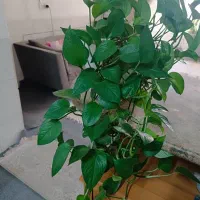 گل وگیاه