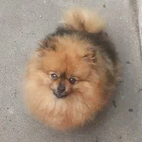 سگ نر و ماده پامرانین