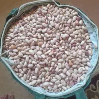 فروش لوبیا چیتی