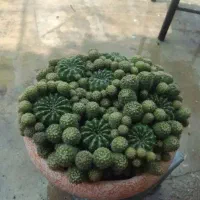 کاکتوس بسیار زیبا