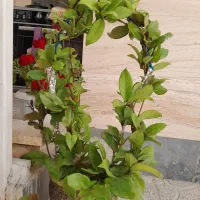 گل دهی بسیار زیبا دارد