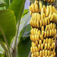 نهال موز با گل شاخ گوزنی خیلی قیمت مناسب