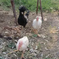 جوجه خروس