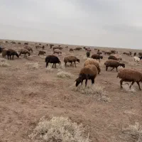 تانکر 20000لیتری سالم