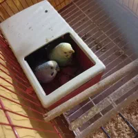 جفت مرغ عشق فول مولد