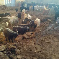 فروش50راس‌بز‌داشتی