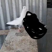 کبوتر