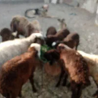 بره سبک|حیوانات مزرعه|شاهرود, |دیوار