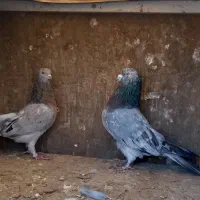 کفتر کبوتر