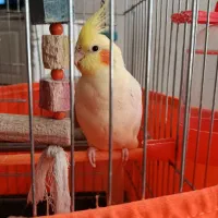 عروس هلندی نر