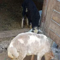 فروش بره نر