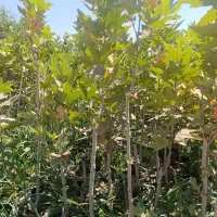 نهال های چناربرای زیبایی باغ ویلا وفضاپرداخت درمحل