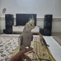 عروس هلندی