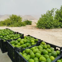 لیمو ترش