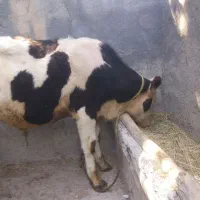گوساله سیمینتال