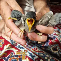مینا افغانی