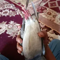 جوجه بدرنگ|پرنده|کرمان, |دیوار