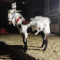نر بز پاکستانی جوان