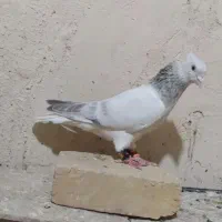 دم سفید نر . زرد ماده  پلنگ ماده