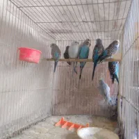 مرغ عشق نرو ماده